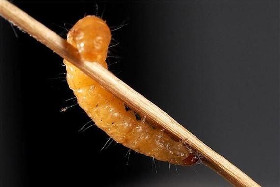 梦到吃到虫子是什么意思_梦到吃到虫子预示着什么