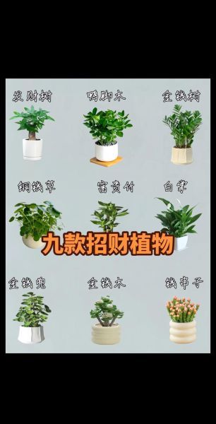 属相招财花有哪些_如何根据生肖选旺运绿植