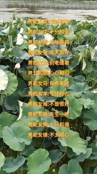 属蛇婚配什么属相最好_属蛇最佳婚配属相
