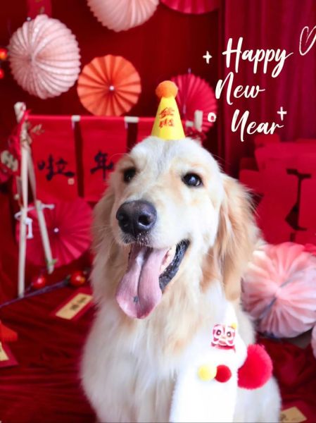 2018属相照片_如何挑选旺运狗年写真