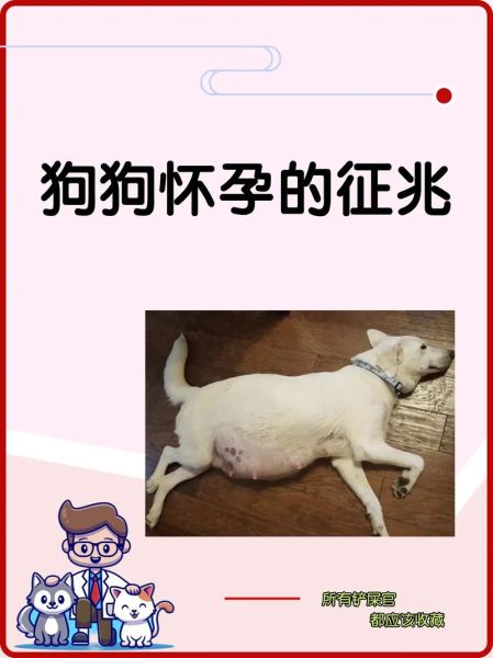 梦到狗狗怀孕是什么意思_梦见狗怀孕生小狗预示什么
