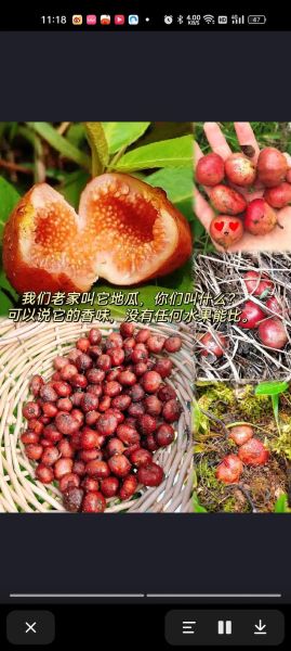 梦到熟地瓜是什么意思_熟地瓜梦境解析