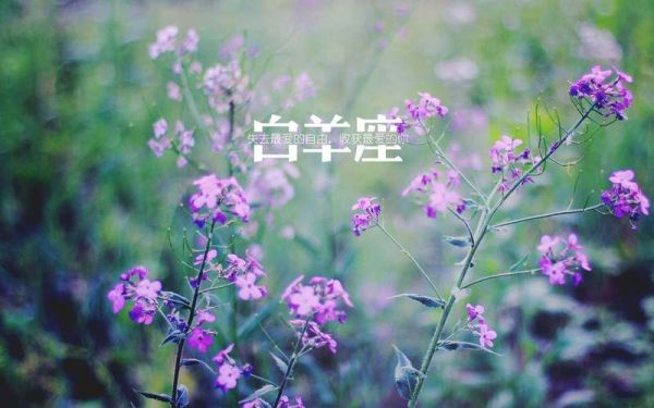 鼠双鱼座2017年运势详解_如何趋吉避凶