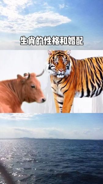 1986年2月1日属什么生肖_属虎还是属牛