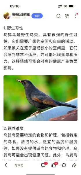 梦到鸟是什么意思_梦见鸟飞进家里预示什么