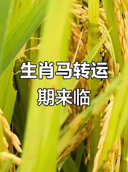 属马人六月财运怎么样_属马人六月财运如何提升