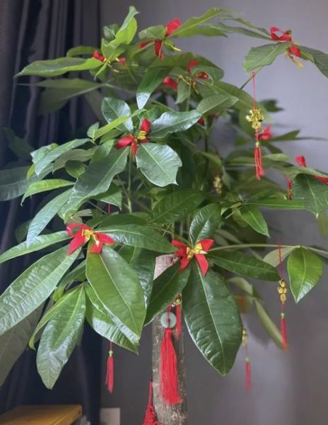家里摆什么植物招财_发财运花草怎么养