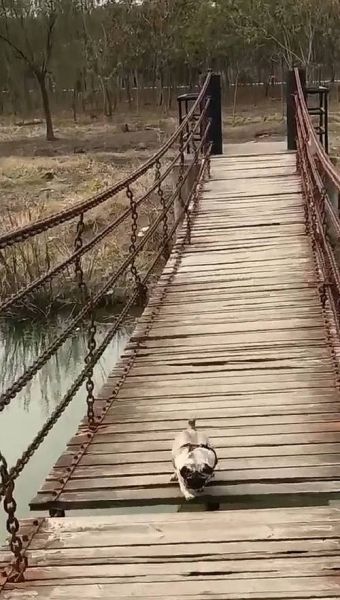 梦到过桥桥断了_是什么意思