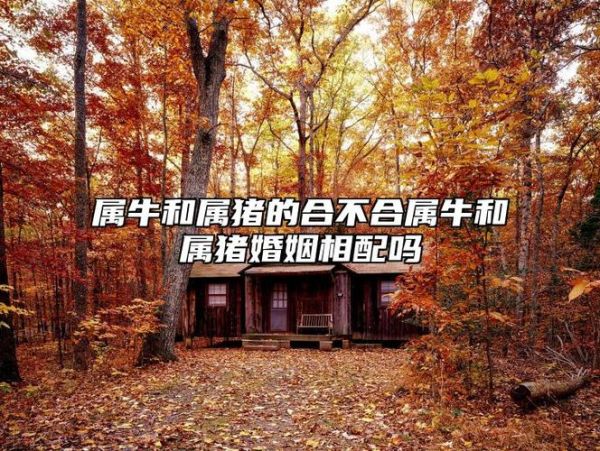 猪和牛属相配不配_猪牛婚姻合不合