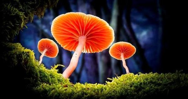 梦到种蘑菇是什么意思_种蘑菇梦境解析