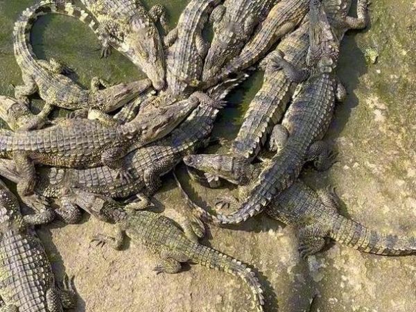 梦到蛇和鳄鱼是什么意思_梦到蛇和鳄鱼哪个更凶