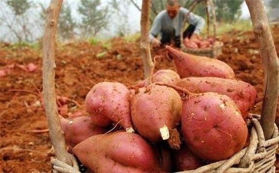 孕妇梦到粮食是什么意思_孕妇梦见粮食生男生女