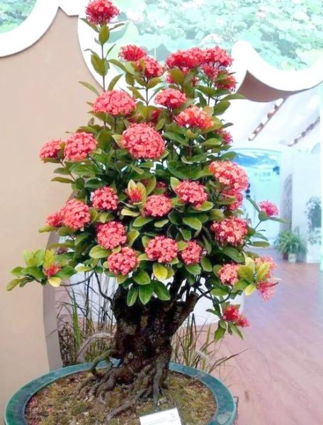属龙养什么植物最旺财运_属龙人适合放卧室的植物