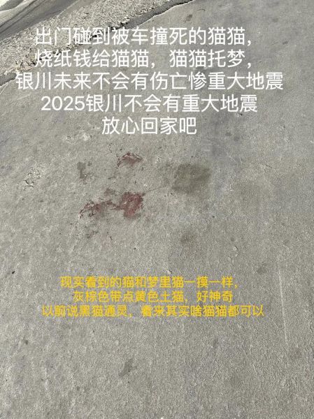 梦到压死猫_预示什么