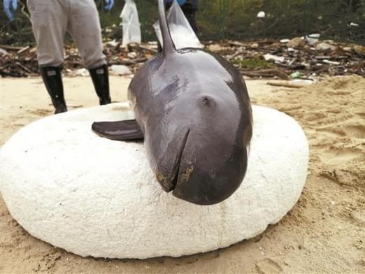 梦到死人堆是什么意思_梦到死人堆怎么办