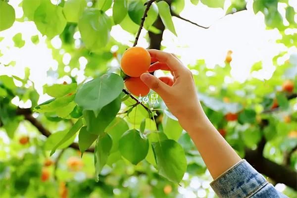 孕妇梦到摘杏是什么意思_孕妇梦见摘杏子生男生女