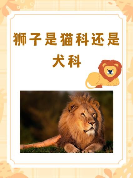 梦到公狮子是什么意思_梦见公狮子攻击我怎么办