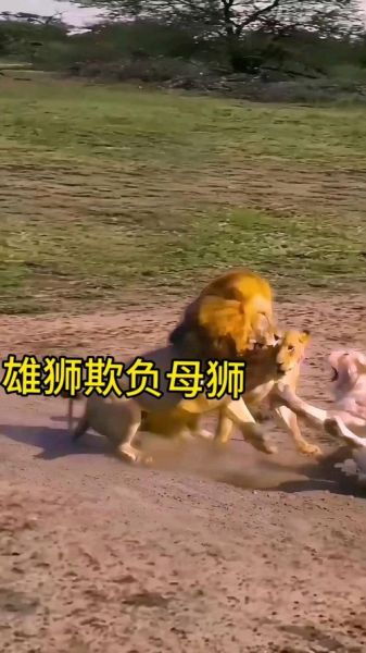 梦到母狮子是什么意思_梦见母狮子攻击我怎么办