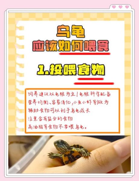 梦到喂乌龟是什么意思_梦见喂乌龟预示什么
