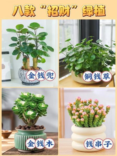 什么植物招财_家里放什么植物最旺财