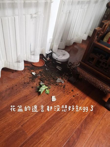 梦到花盆碎了_什么预兆