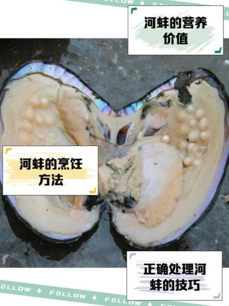 梦到河蚌是什么意思_河蚌梦境解析