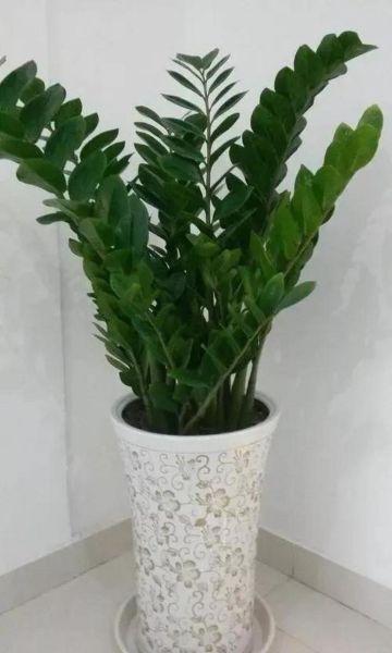 家里放什么植物招财_植物财运摆放禁忌