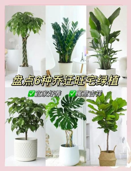 家里放什么植物招财_招财植物摆放位置