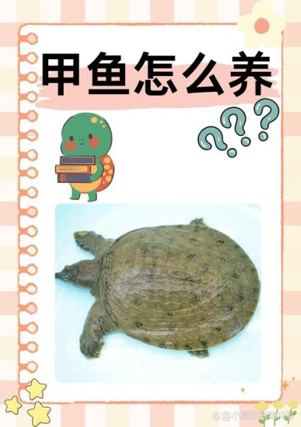 梦到抓甲鱼是什么意思_甲鱼梦境解析