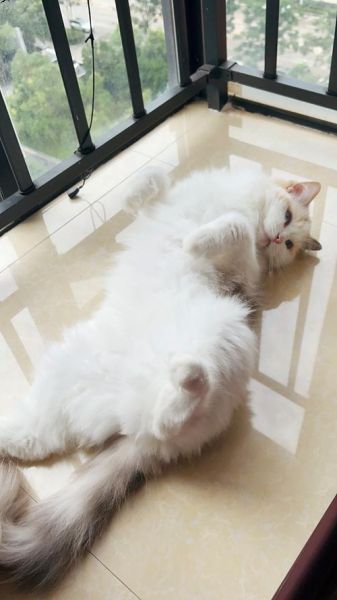 梦到白色的猫_白色猫梦境寓意