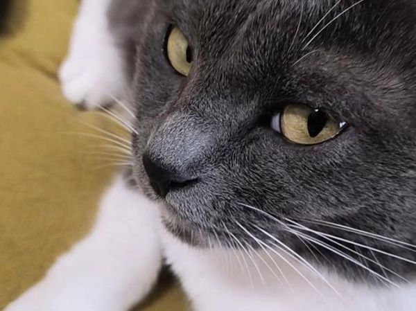 男人梦到猫是什么意思_男人梦到猫是吉是凶