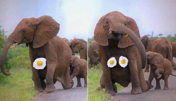 梦到象是什么意思_梦见大象的预兆