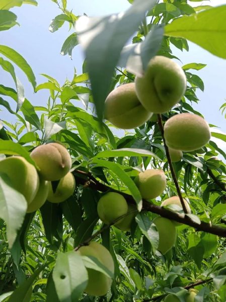 梦到桃子挂满枝头_周公解梦吉凶