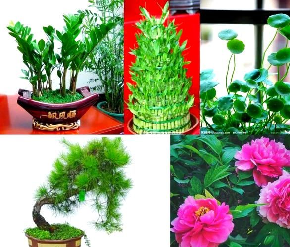 什么属相养什么植物好_十二生肖旺运绿植推荐