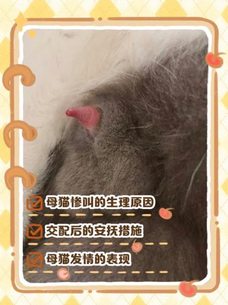 梦到猫交配是什么意思_梦见猫交配预示什么