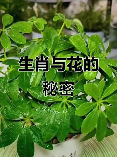 属相的植物有哪些_生肖植物风水禁忌