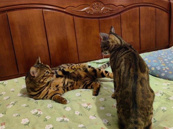 梦到猫打架_是什么意思