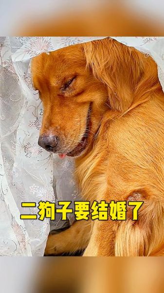 梦到两条狗是什么意思_梦到两条狗预示什么