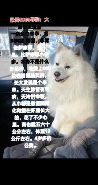 梦到找狗是什么意思_梦到狗丢了又找到了预示着什么
