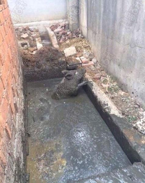 梦到掉厕所里是什么意思_梦见掉进厕所怎么破解