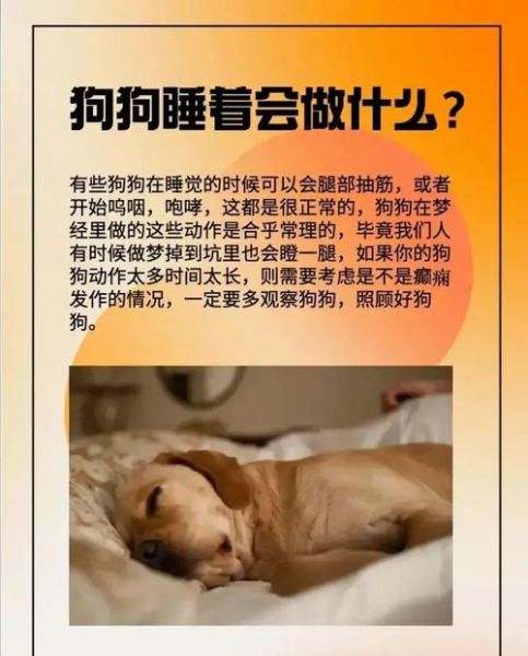 梦到宠物死了是什么意思_如何化解