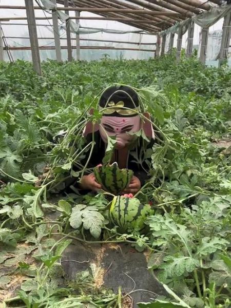 梦到偷西瓜是什么意思_梦见偷西瓜预示什么