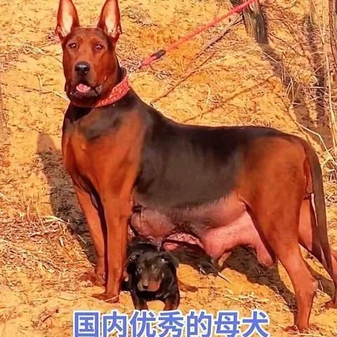 梦到红色的狗是什么意思_梦见红狗预示什么