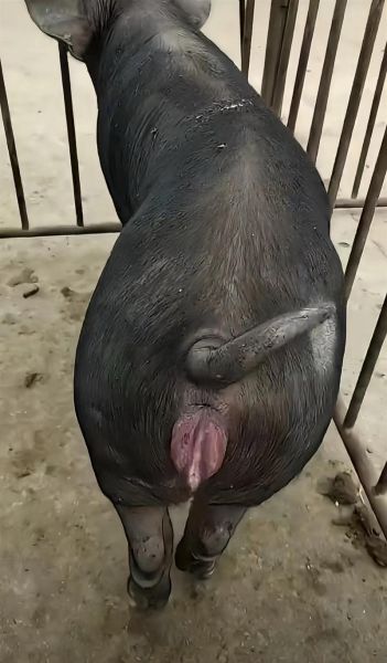 梦到母猪是什么意思_梦到母猪生小猪预示什么