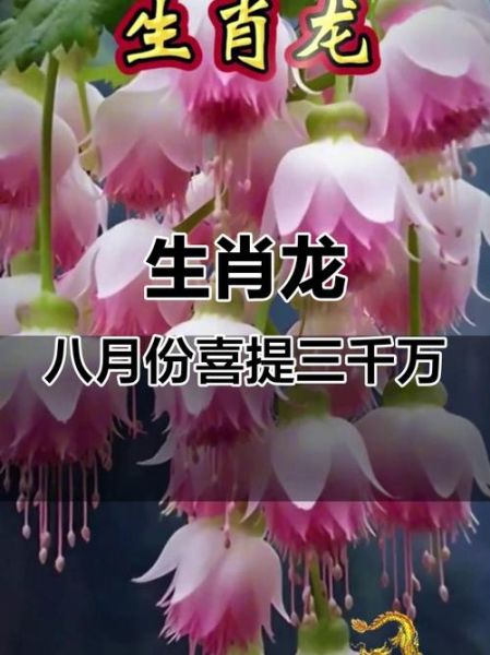 属龙八月运势如何_属龙八月财运好吗