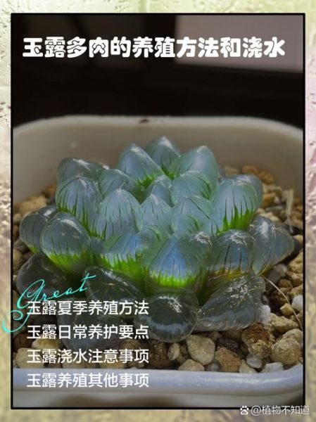 玉露适合什么属相养_玉露和生肖风水禁忌
