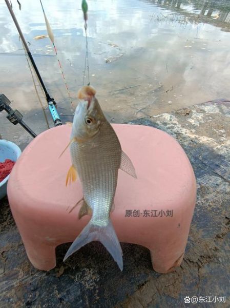 梦到钓了一条鱼_是什么意思