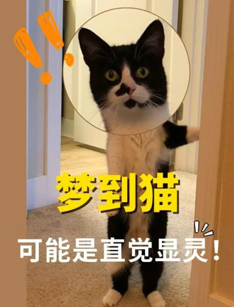 梦到猫扑向我_是什么意思