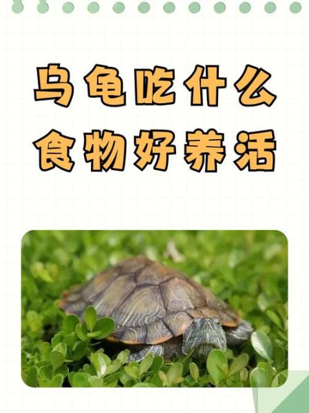 梦到别人吃乌龟_预示什么