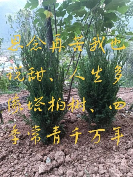 梦到烧柏树是什么意思_柏树在梦里燃烧预示什么